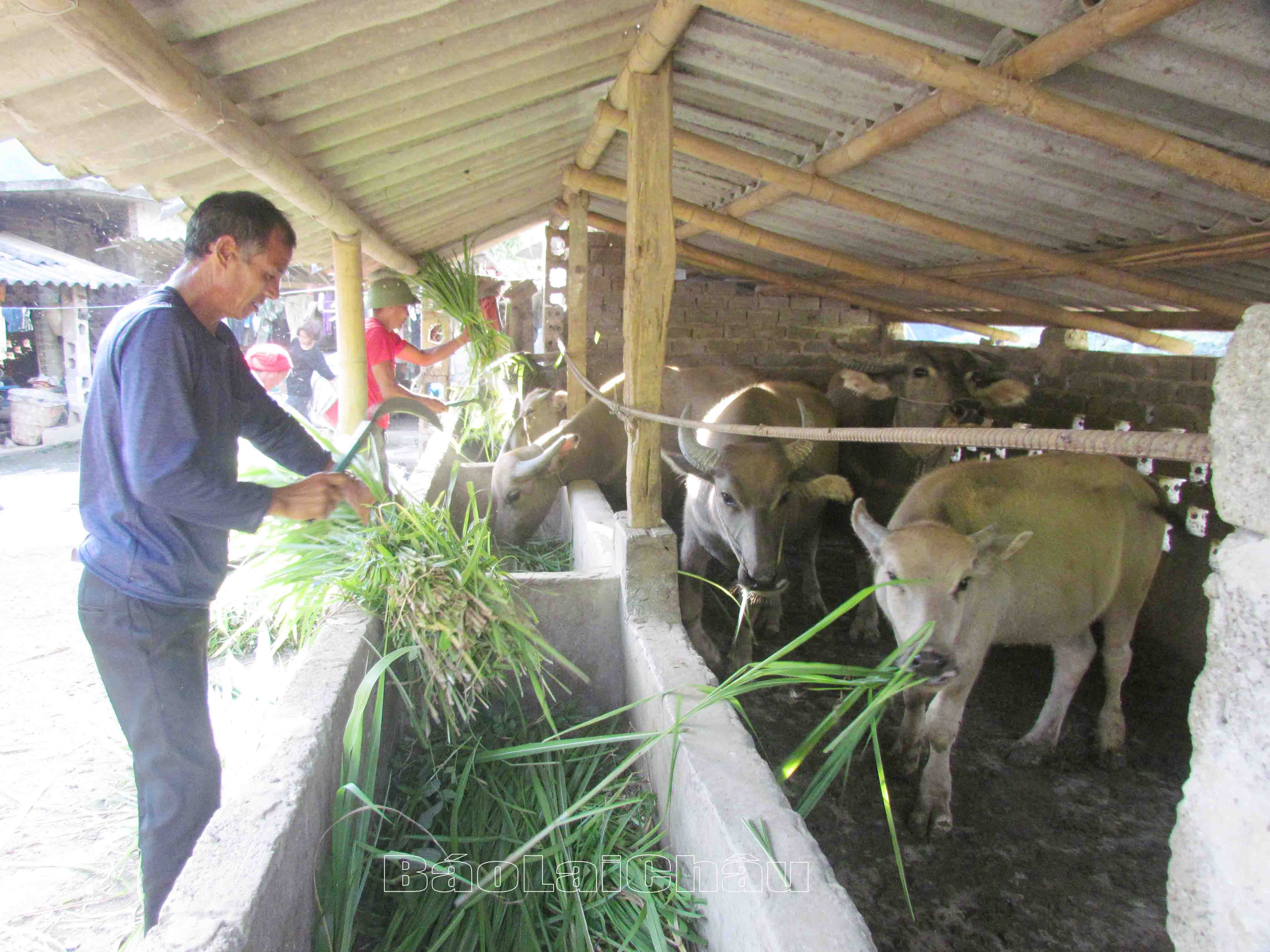 Người dân bản Hoang Thèn (xã Vàng Ma Chải, huyện Phong Thổ) bổ sung thức ăn thô cho vật nuôi trong mùa đông. 